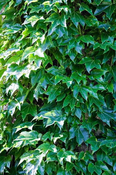Зеленые листья на стене — стоковое фото