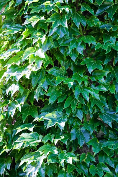 Hojas verdes en una pared — Foto de Stock