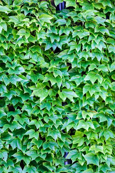 Hojas verdes en una pared — Foto de Stock