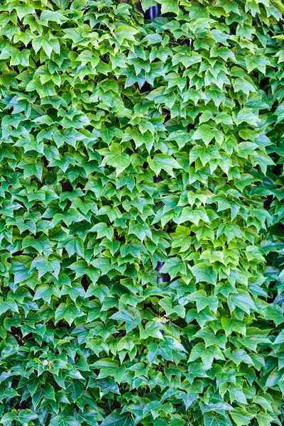 Folhas verdes em uma parede — Fotografia de Stock