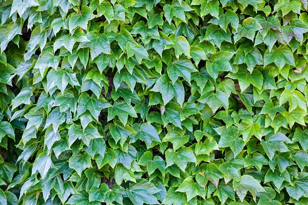 Hojas verdes en una pared — Foto de Stock