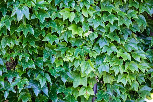 Bir duvarda yeşil yaprakları — Stok fotoğraf