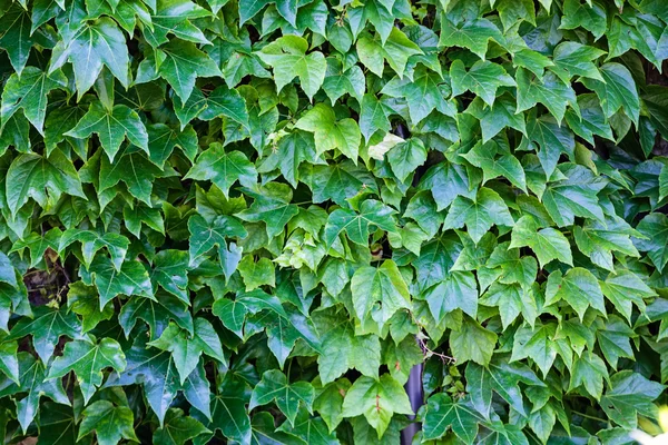 Hojas verdes en una pared — Foto de Stock