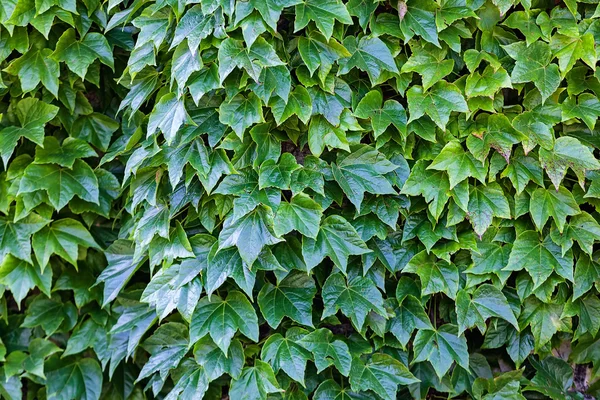 Hojas verdes en una pared — Foto de Stock