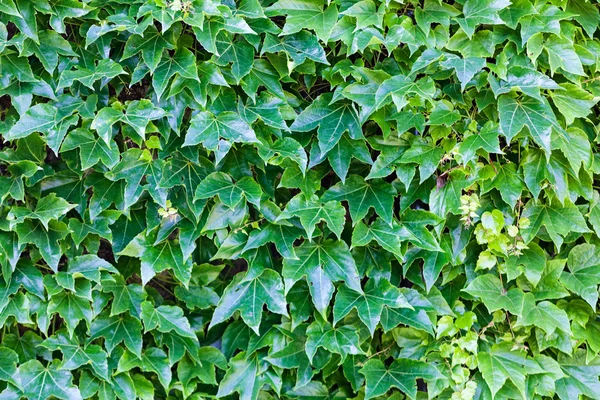 Hojas verdes en una pared —  Fotos de Stock