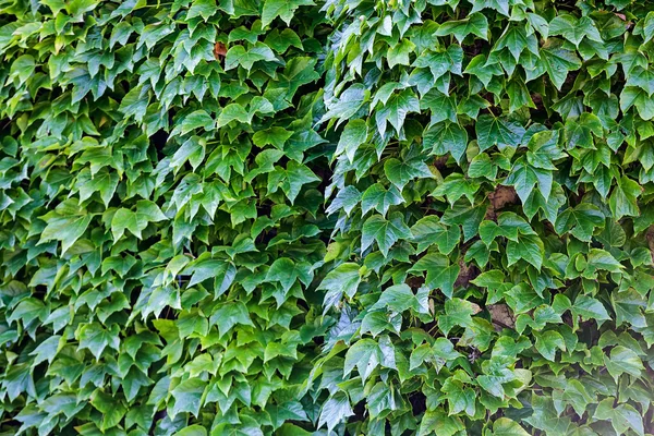 Groene bladeren op een muur — Stockfoto