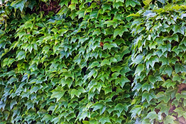 벽에 녹색 잎 — 스톡 사진