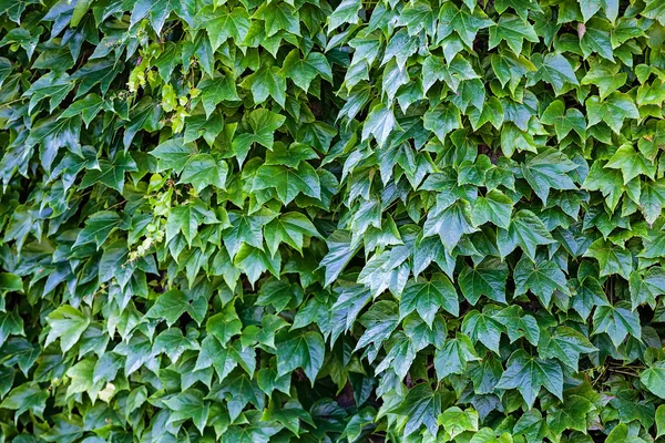 Foglie verdi su una parete — Foto Stock