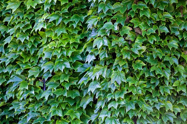 Hojas verdes en una pared — Foto de Stock