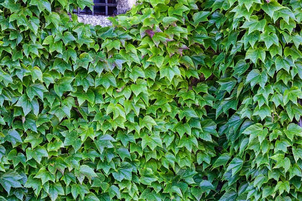 Hojas verdes en una pared —  Fotos de Stock