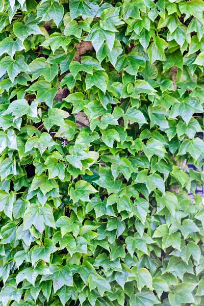 Зеленые листья на стене — стоковое фото