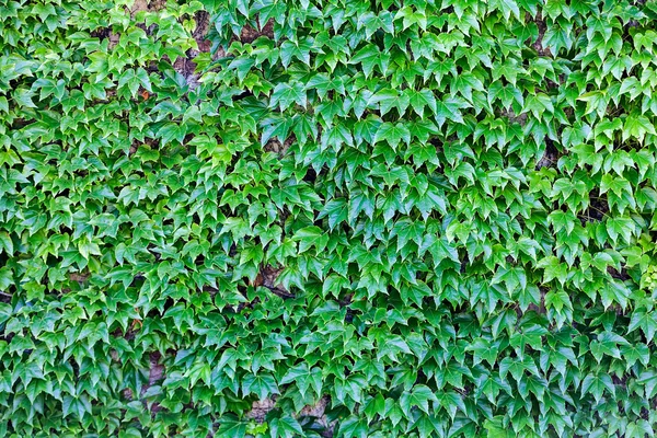 Hojas verdes en una pared —  Fotos de Stock