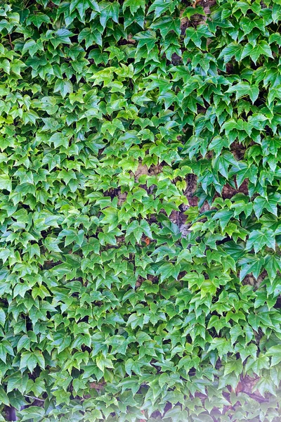 Hojas verdes en una pared — Foto de Stock