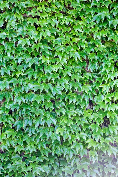 Zelené listy na zeď — Stock fotografie