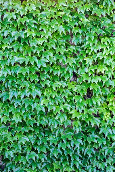 Grüne Blätter an einer Wand — Stockfoto