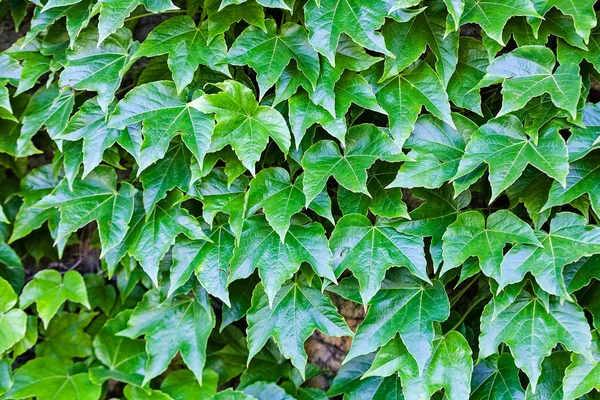 Detalle hojas verdes —  Fotos de Stock