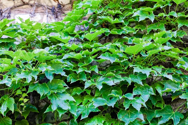 Feuilles vertes sur un mur — Photo