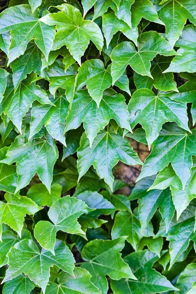 Foglie verdi su una parete — Foto Stock