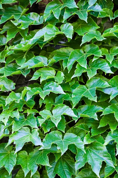 Green leaves on a wall — Stock Photo, Image