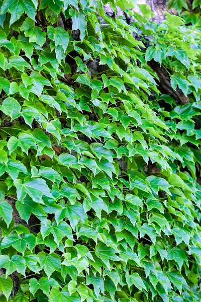 Πράσινα φύλλα σε έναν τοίχο — Φωτογραφία Αρχείου