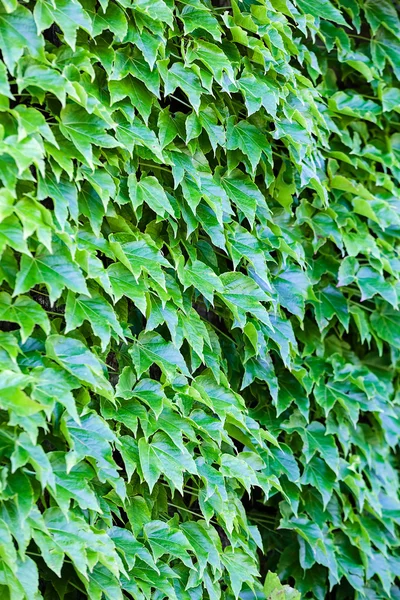 Groene bladeren op een muur — Stockfoto