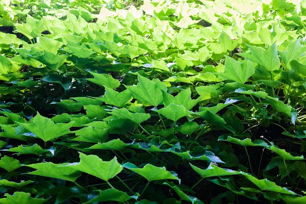 Green leaves detail — Stock Photo, Image