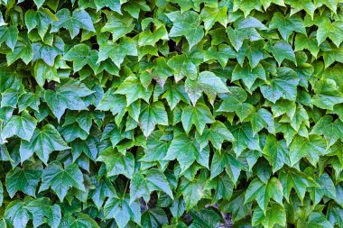 bir duvarda yeşil yaprakları