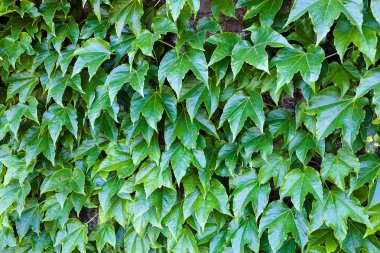 Yeşil yaprak dokusu