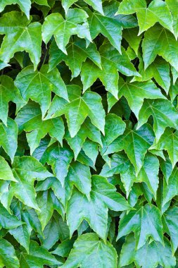 bir duvarda yeşil yaprakları