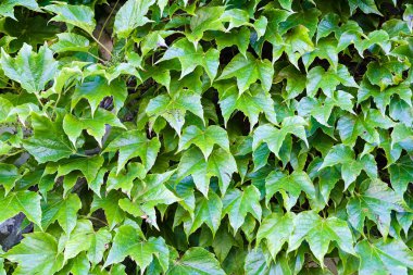 yeşil yaprakları detay