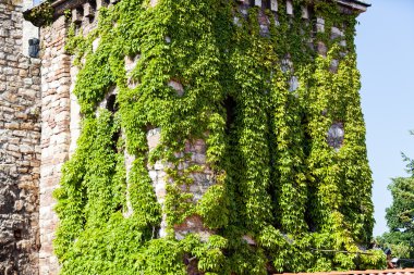 bir duvarda yeşil yaprakları