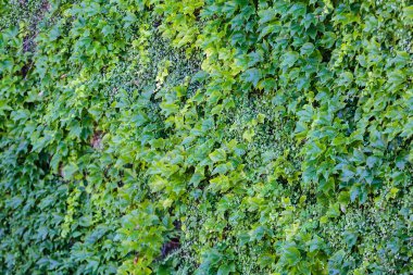 duvarda yeşil yaprakları