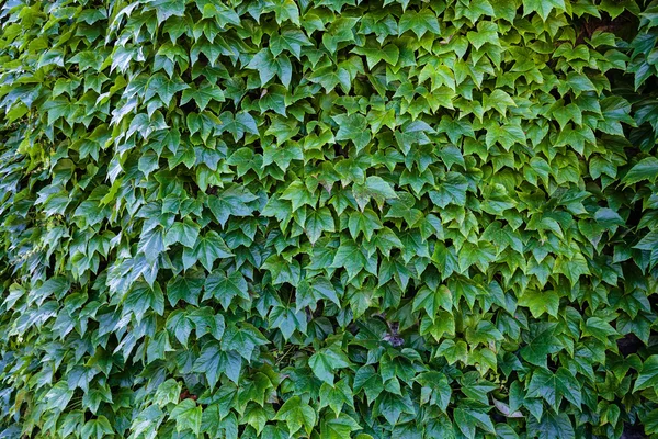 Grüne Blätter an einer Wand — Stockfoto