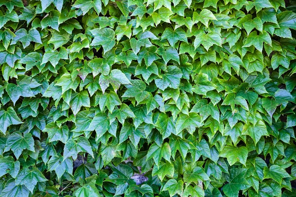 Textura zelených listů — Stock fotografie
