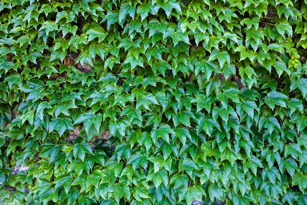 Hojas verdes en una pared —  Fotos de Stock