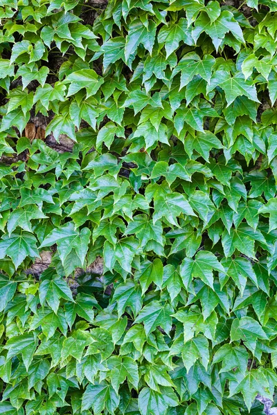 녹색 잎 세부 사항 — 스톡 사진