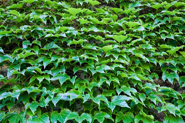 벽에 녹색 잎 — 스톡 사진