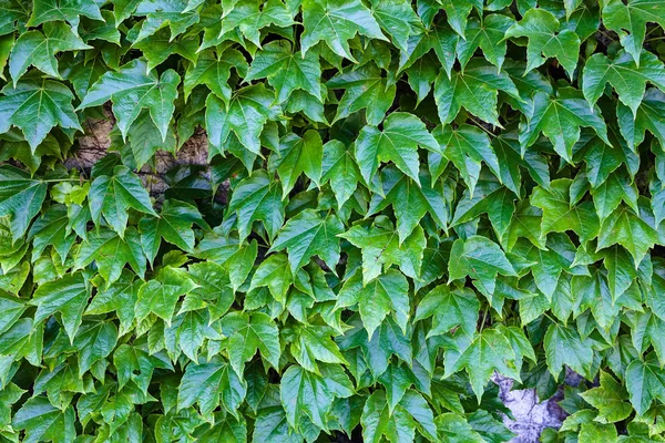 Hojas verdes en una pared —  Fotos de Stock