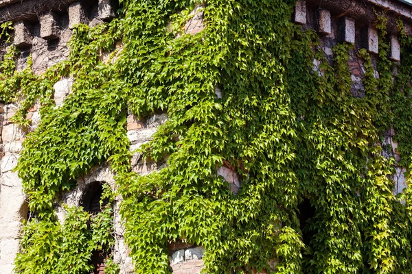 Grüne Blätter Detail — Stockfoto