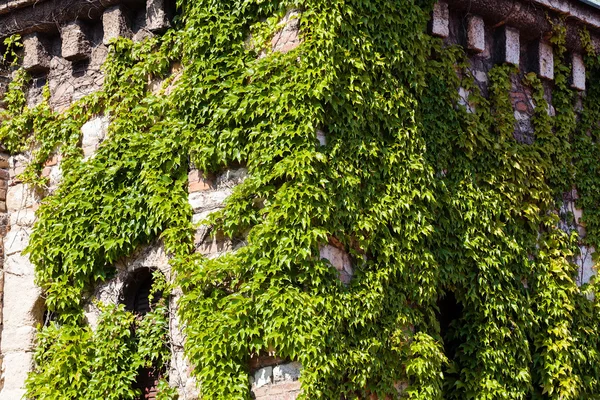 Grüne Blätter an einer Wand — Stockfoto