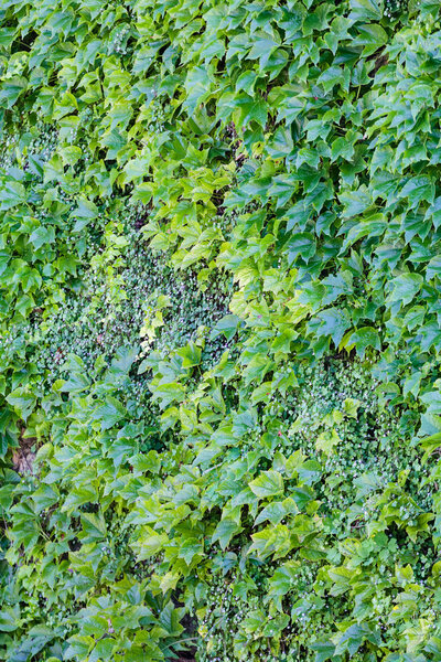 green leaves on wall