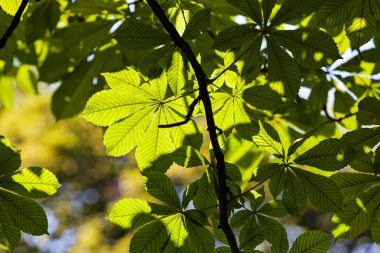 Parkta yeşil yapraklar