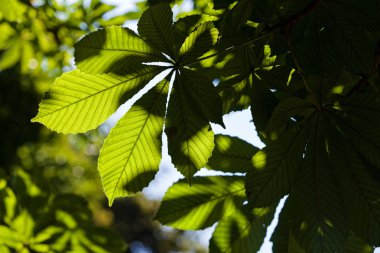 Parkta yeşil yapraklar