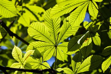 Parkta yeşil yapraklar