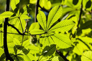 Parkta yeşil yapraklar