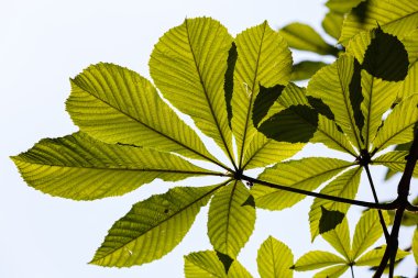 Parkta yeşil yapraklar