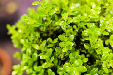 Bitkiler çiçek ve bahçe gösterisi