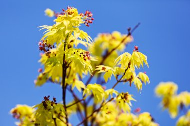 Yeşil bitkiler Bahçe gösterisi