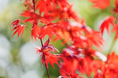 Bahçe Show'da renkli çiçekler