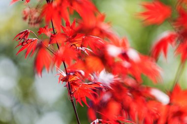 Yeşil bitkiler, çiçek göster